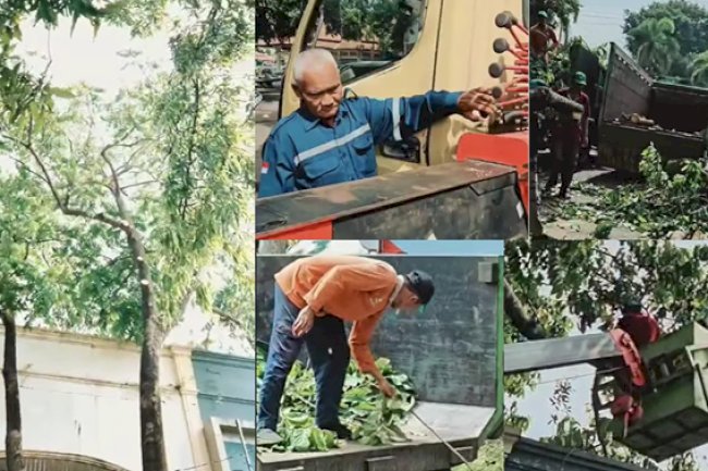 Penataan dan Pemeliharaan Vegetasi Area Fasilitas Umum Gedung Sunan Pandanaran